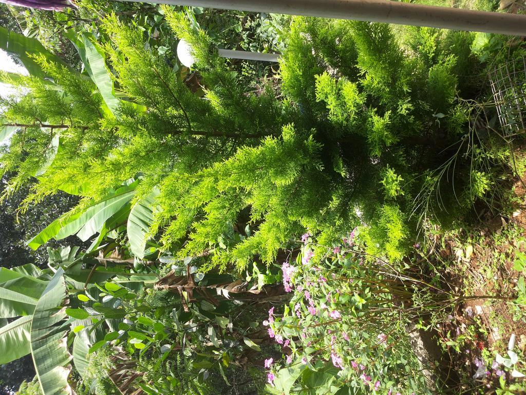 Athens Cottage Munnar Esterno foto
