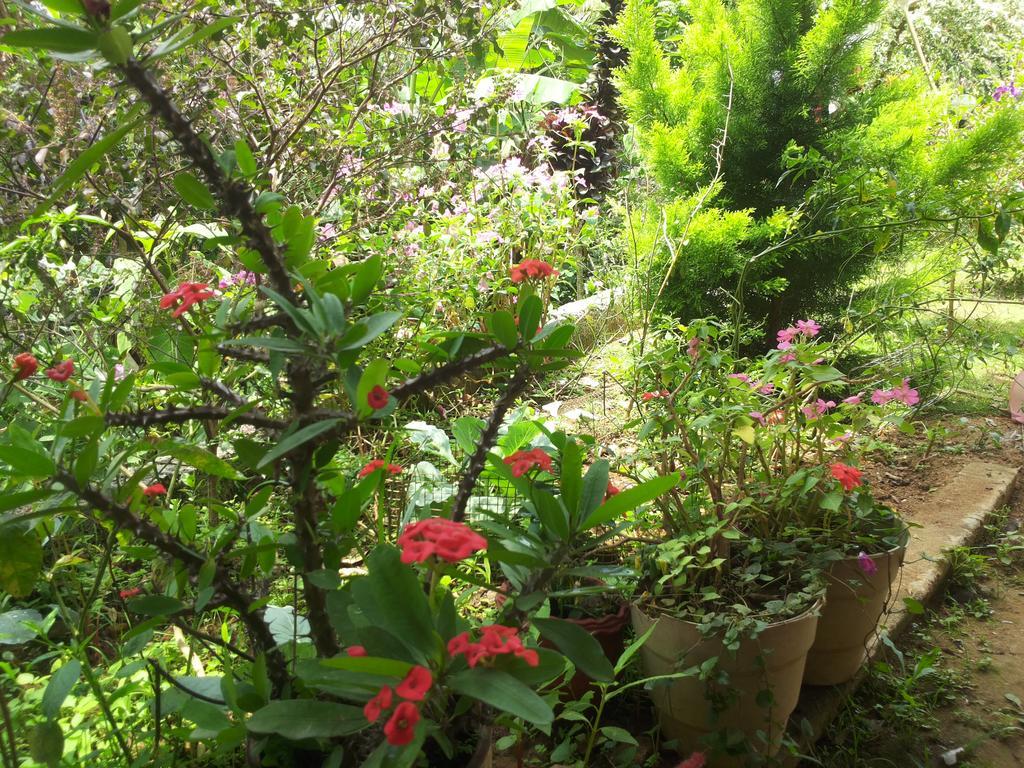 Athens Cottage Munnar Esterno foto