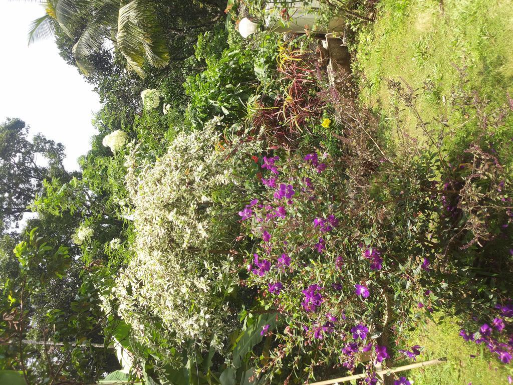 Athens Cottage Munnar Esterno foto